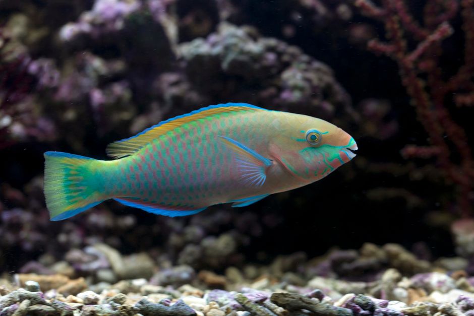 A colorful fish gracefully swims in an aquarium, showcasing vibrant patterns and vivid hues.